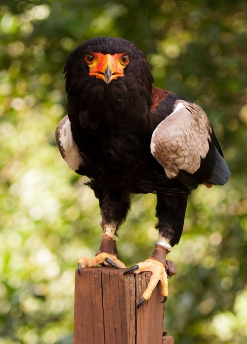 Photo:  Bateleur Eagle